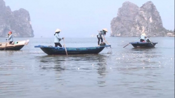 sau bao du lich vinh ha long dan tro lai on dinh