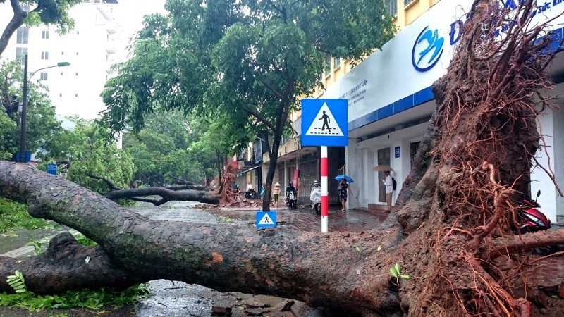 Sau bão số 3, nhiều tuyến phố chính của Hà Nội bị cây đổ, cản trở giao thông (Ảnh: T.L). Sau bão số 3, nhiều tuyến phố chính của Hà Nội bị cây đổ, cản trở giao thông (Ảnh: T.L).