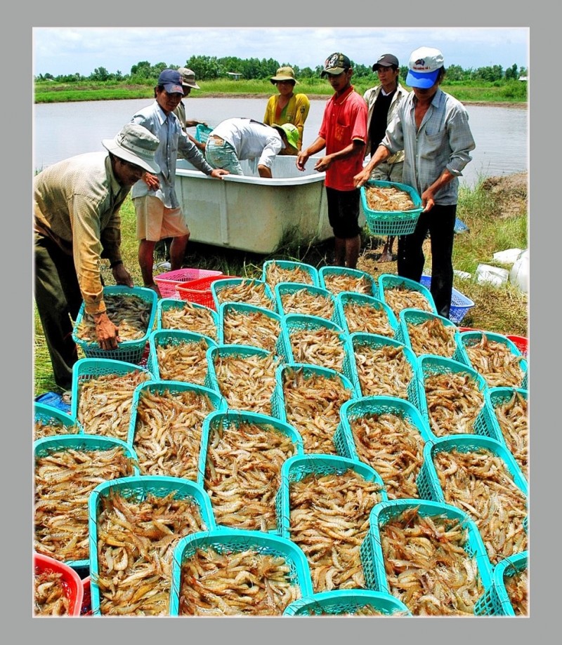 Cà Mau tạo điều kiện để doanh nghiệp quốc tế vào khảo sát thị trường, kết nối giao thương