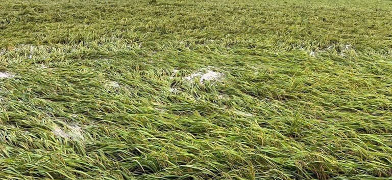 Bão số 3 làm ngập úng gần 66.000ha sản xuất nông nghiệp Bão số 3 làm ngập úng gần 66.000ha sản xuất nông nghiệp