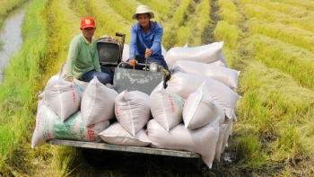 Chủ thể tham gia liên kết lúa gạo được vay vốn giảm 1% so với lãi suất thông thường