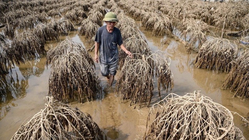 Hà Nội hỗ trợ người trồng quất, đào cảnh bị thiệt hại do bão số 3