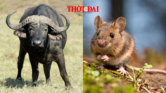 Top con giáp may mắn hôm nay (6/12/2024): Sửu tài lộc thăng tiến không ngừng Tý tài tinh chiếu mệnh