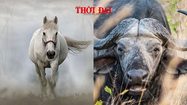 Top con giáp may mắn hôm nay 10/12/2024: Ngọ thần tài gõ cửa Sửu tài lộc dồi dào