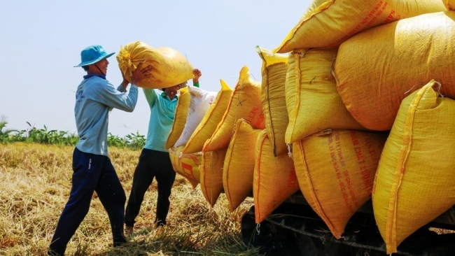 "Hạt gạo làng ta" vươn ra thế giới