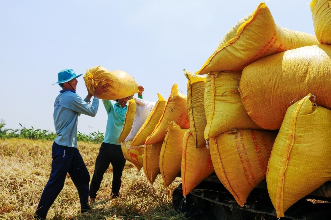 "Hạt gạo làng ta" vươn ra thế giới