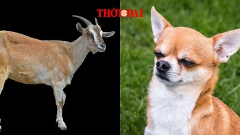 Top con giáp may mắn hôm nay 18/12/2024: Tuất đón ngày vượng tài Mùi gặp nhiều thuận lợi
