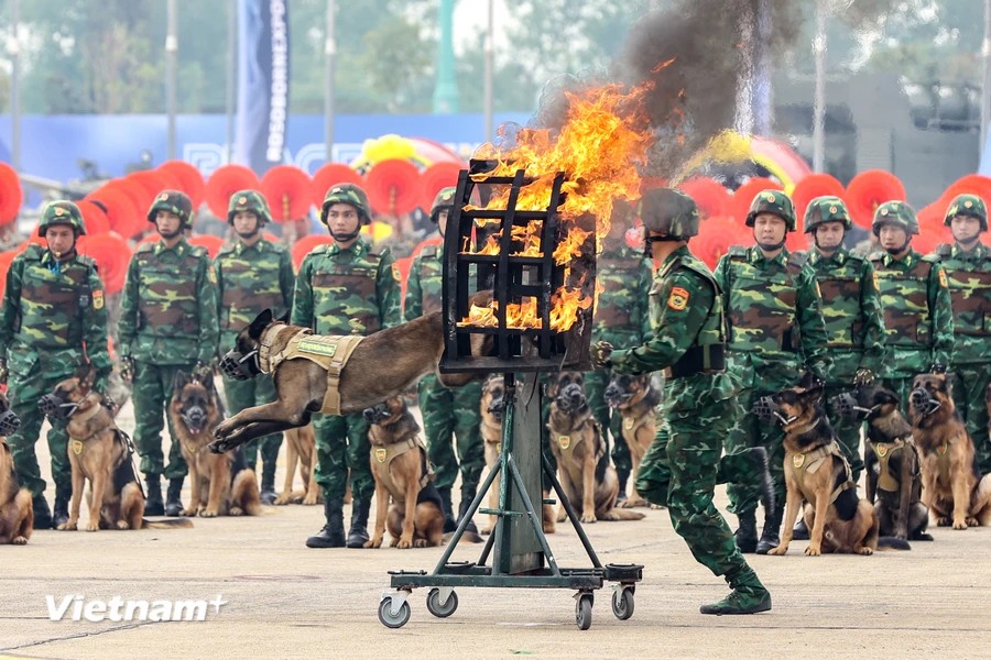 Quân khuyển Biên phòng biểu diễn nhảy qua vòng lửa. (Ảnh: TTXVN)