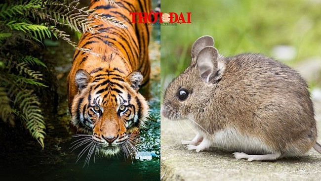 Top con giáp may mắn hôm nay 26/12/2024: Tý cát khí tràn lan Dần được tiếp thêm năng lượng