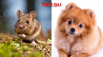 Top con giáp xui xẻo hôm nay 25/12/2024: Tuất đụng dộ tiểu nhân Tý chịu ảnh hưởng cục diện tương hại