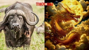 Top con giáp xui xẻo hôm nay 26/12/2024: Thìn tài lộc đi xuống Sửu cấp trên hoạnh họe