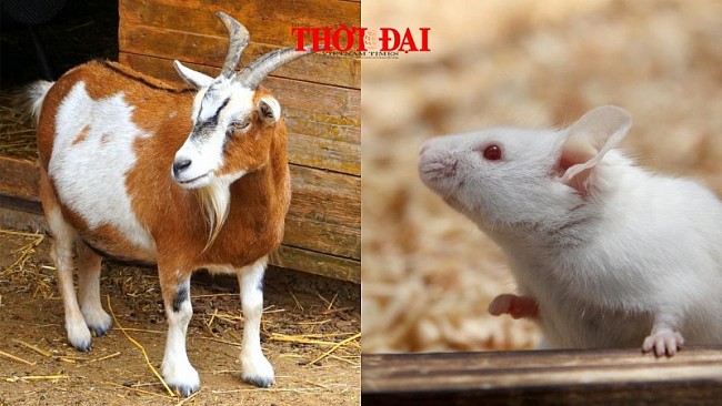 Top con giáp may mắn hôm nay 28/12/2024: Mùi thăng quan tiến chức Tý Tuất may mắn ngập tràn