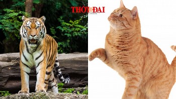 Top con giáp may mắn hôm nay 29/12/2024: Dần đón tin vui tài chính mão cát tinh nâng đỡ