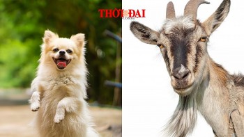 Top con giáp may mắn ngày cuối năm 31/12/2024: Mùi – Tuất ngày cuối năm rủng rỉnh tiền bạc