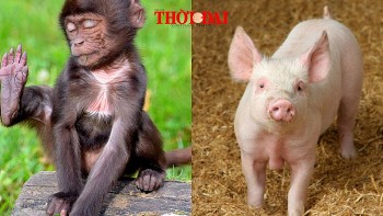 Top con giáp xui xẻo hôm nay 28/12/2024: Hợi kẻ xấu hãm hại Thân mệt mỏi vì công việc
