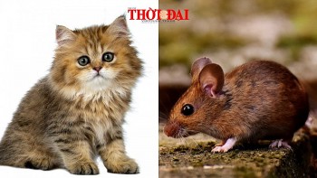 Top con giáp xui xẻo hôm nay 30/12/2024: Tý hung tinh ngáng đường Mão dễ mất lòng người khác