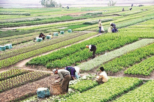Bộ Tài chính đề xuất miễn, giảm tiền thuê đất cho dự án nông nghiệp