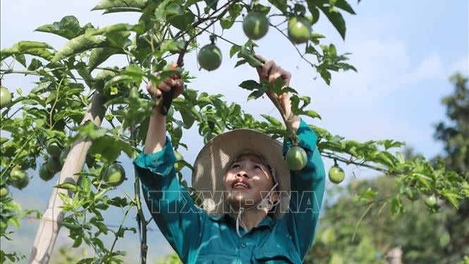 Cơ hội lớn cho nông sản Việt Nam vào thị trường tỷ dân