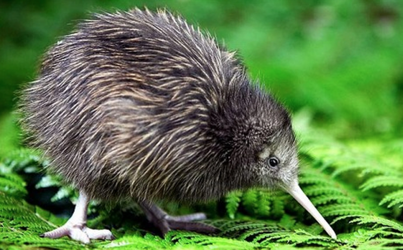 Những lý do bạn nên đến du lịch New Zealand