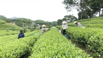 giai phap hut nguon nhan luc cao cho hop tac xa