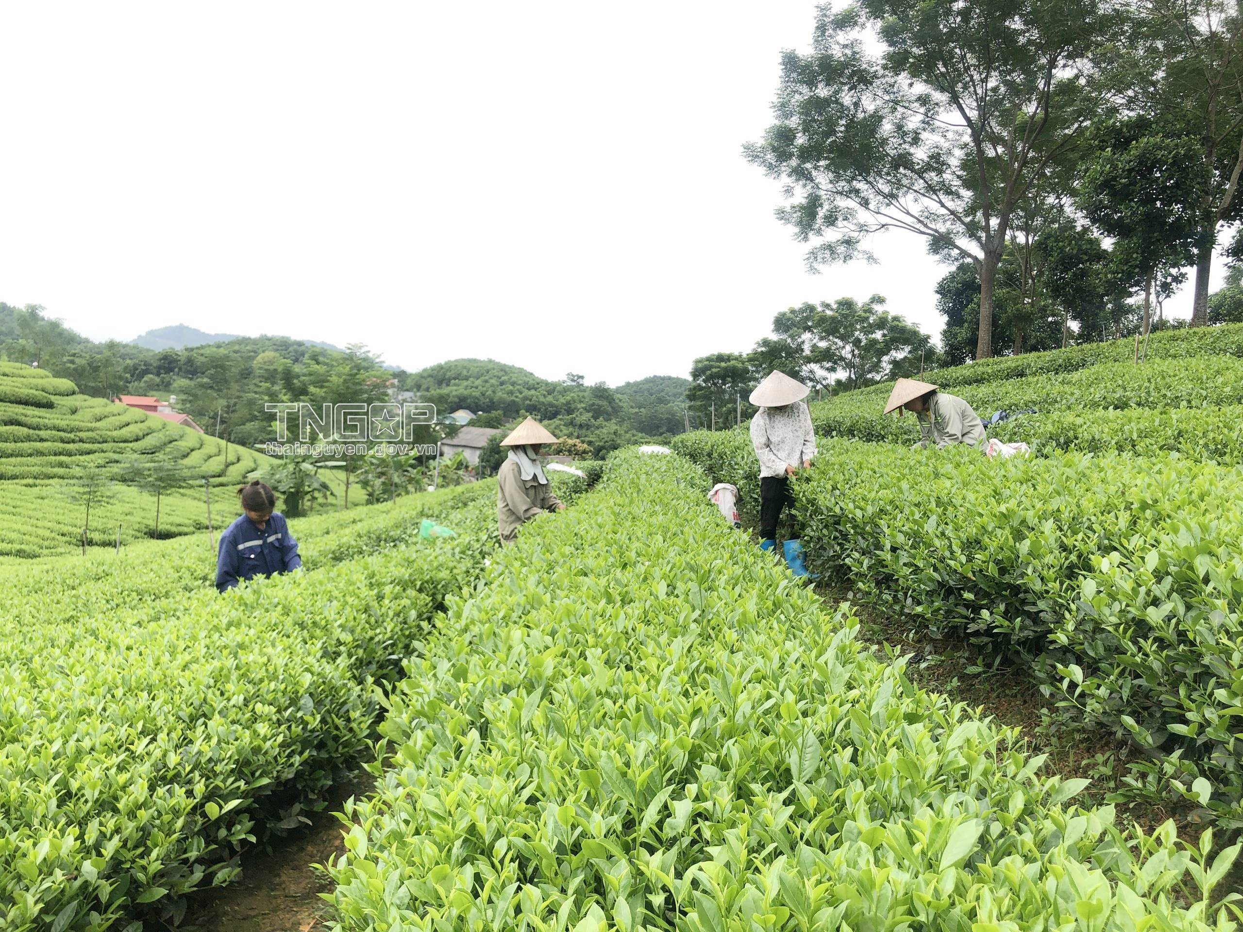 Người dân thị trấn Sông Cầu chăm sóc và thu hái trên diện tích chè nguyên liệu. (Anhr 