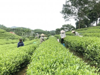 Giải pháp hút nguồn nhân lực cao cho hợp tác xã