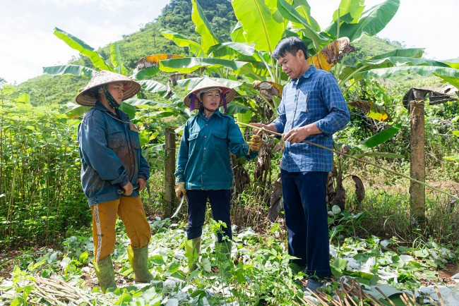 CARE hỗ trợ người dân Hòa Bình phát triển cây gai xanh bền vững