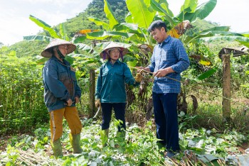 care ho tro nguoi dan hoa binh phat trien cay gai xanh ben vung