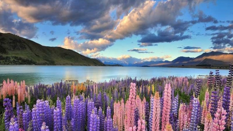 thoi diem thich hop di du lich new zealand