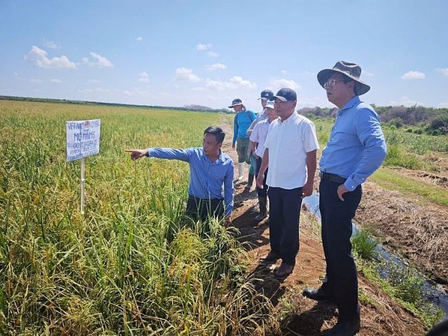 Hợp tác sản xuất lúa gạo: Biểu tượng sống động của quan hệ hữu nghị Việt Nam – Cuba