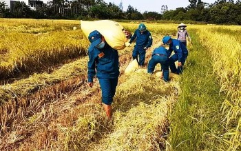 viet nam co kha nang tu chu luong thuc o muc cao