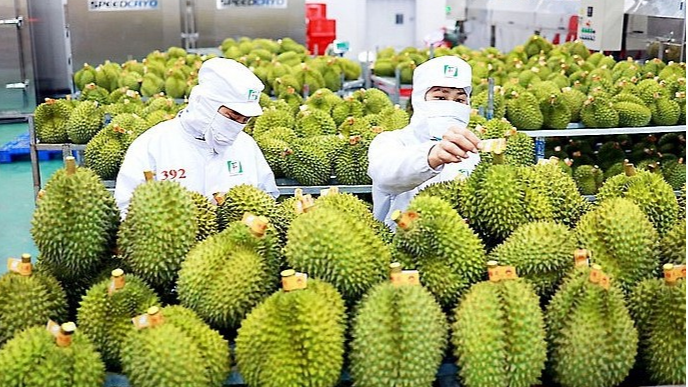 Ảnh minh hoạ: Sầu riêng Việt Nam là mặt hàng được ưa chuộng tại Trung Quốc (Nguồn: Internet)