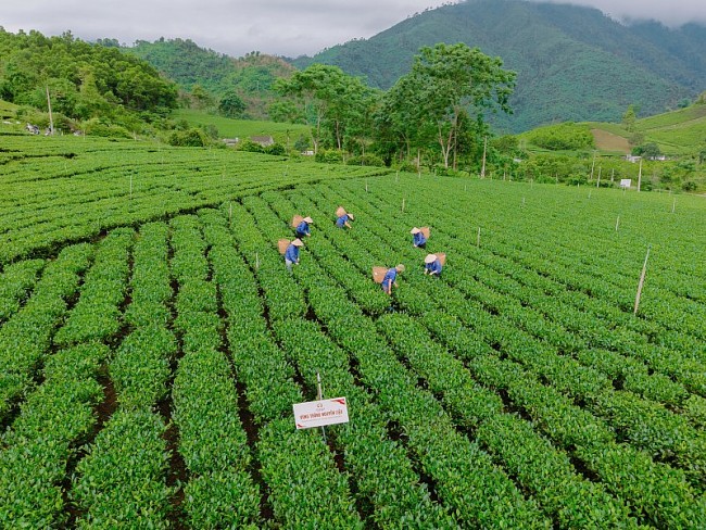 Vùng chè Thái Nguyên nâng cao chất lượng, xây dựng thương hiệu riêng