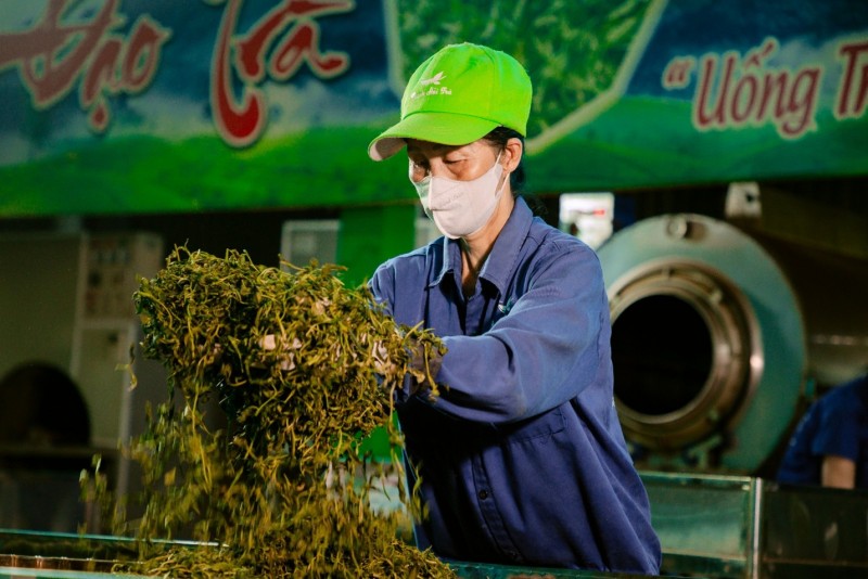 Trăm năm trà Việt - khát vọng vươn tầm
