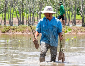 GNI gieo mầm sống xanh cho 18 ha rừng ngập mặn tại Cà Mau