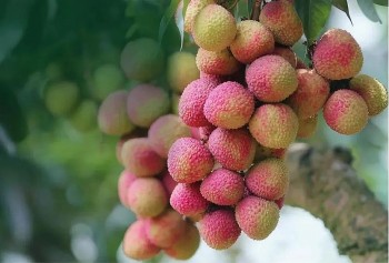 Vải Trung Quốc đón "mùa vàng" nhờ công nghệ 4.0