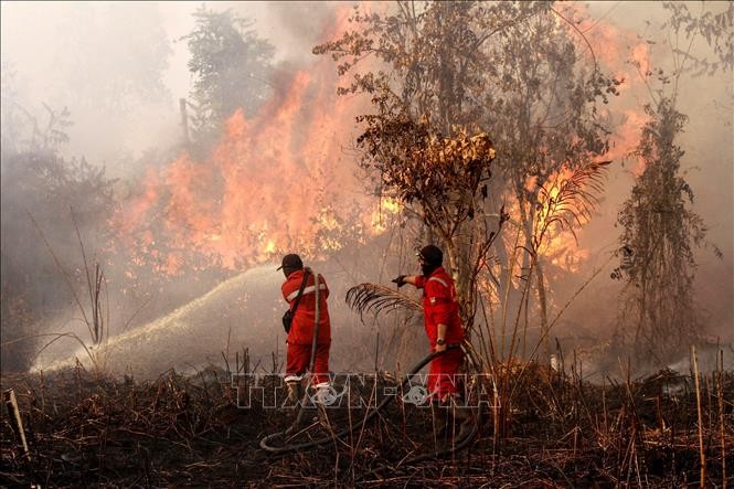 Lực lượng cứu hỏa nỗ lực dập lửa cháy rừng tại Kampar, tỉnh Riau, Indonesia, ngày 20/7/2025. Ảnh: THX/TTXVN