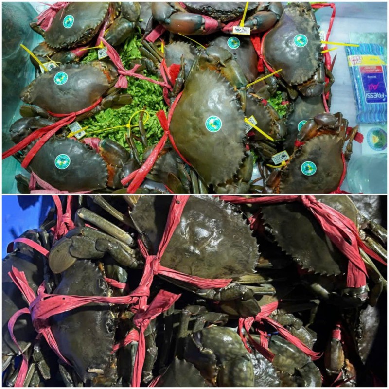 Cà Mau đang hiện thực hóa mục tiêu trở thành Trung tâm cua lớn nhất cả nước