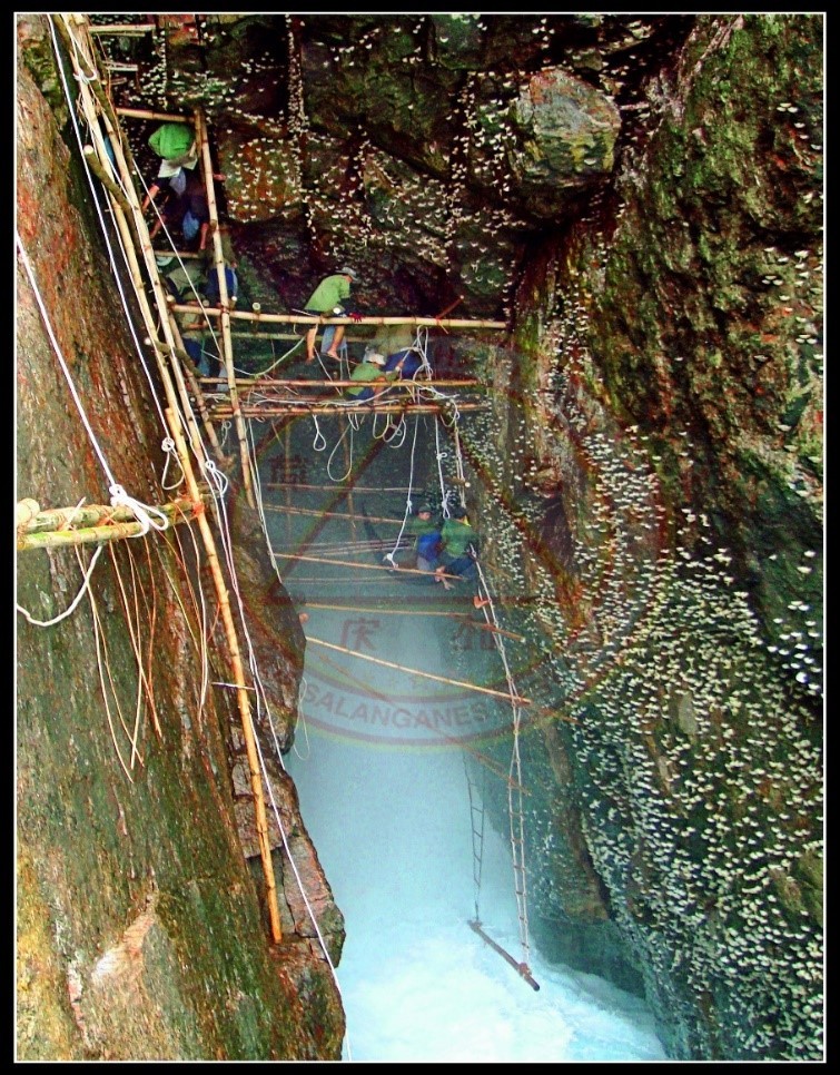 Đưa “vàng trắng” Việt Nam chinh phục thế giới
