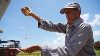 tu hat lua ct16 den bieu tuong tinh huu nghi viet nam cuba