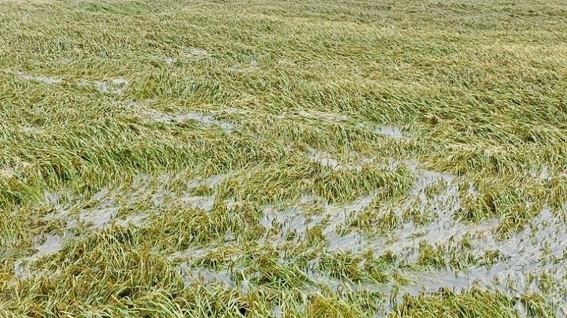 diện tích ngập úng toàn thành phố lên tới 2.344,6 ha