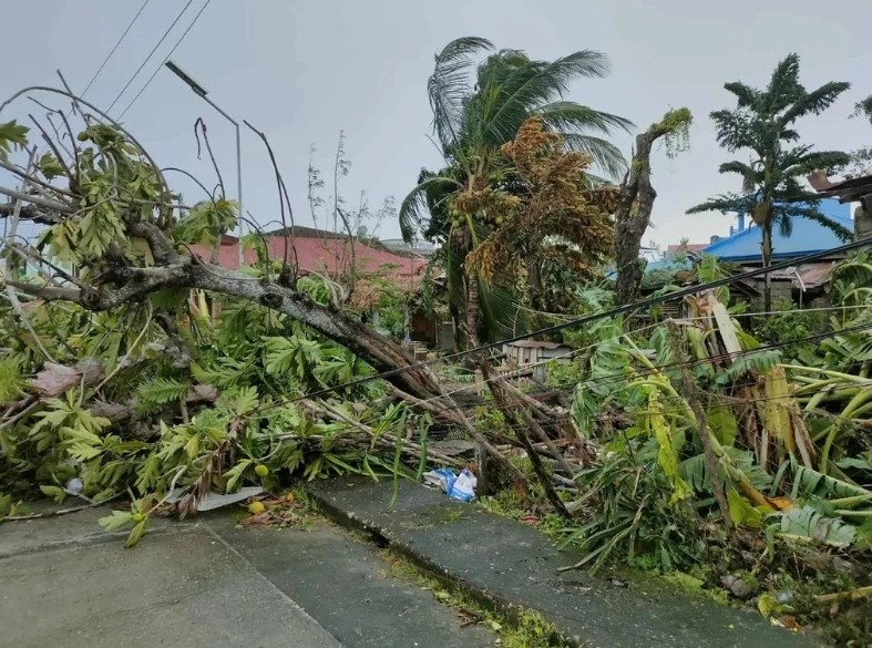 Cây cối đổ rạp sau khi bão Bualoi đổ bộ vào Philippines. Ảnh: San Jacinto MDRRMO