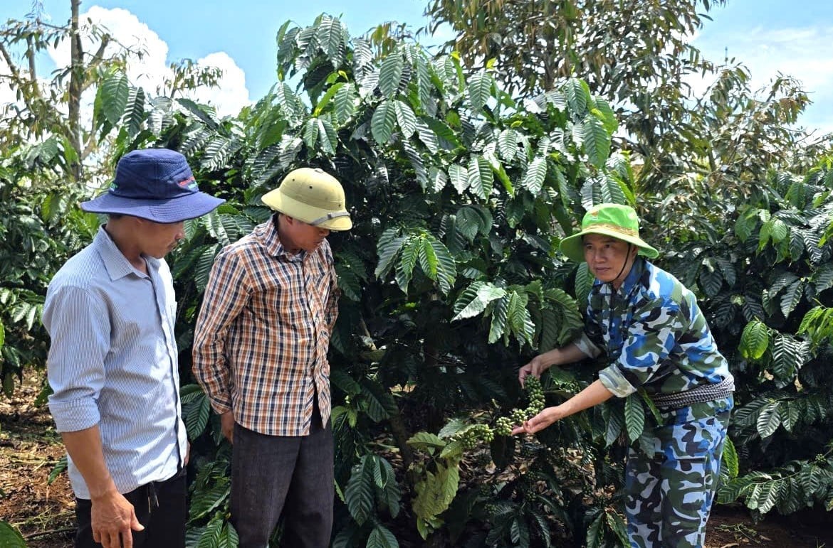 Người dân được hướng dẫn quy trình chăm sóc cà phê theo hướng hữu cơ. (Ảnh:  Người dân được hướng dẫn quy trình chăm sóc cà phê theo hướng hữu cơ. (Ảnh:
