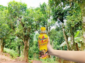 Giữa mây trắng Tủa Chùa, cô gái thắp lửa đam mê cho giấc mơ trà Shan tuyết Việt Nam