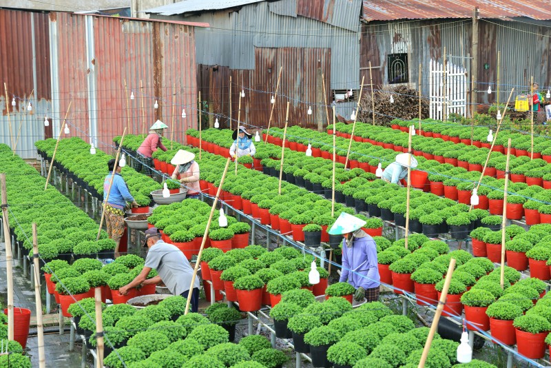 Festival Hoa - Kiểng Sa Đéc 2025: “Sắc hoa ngày mới” rực rỡ cuối năm