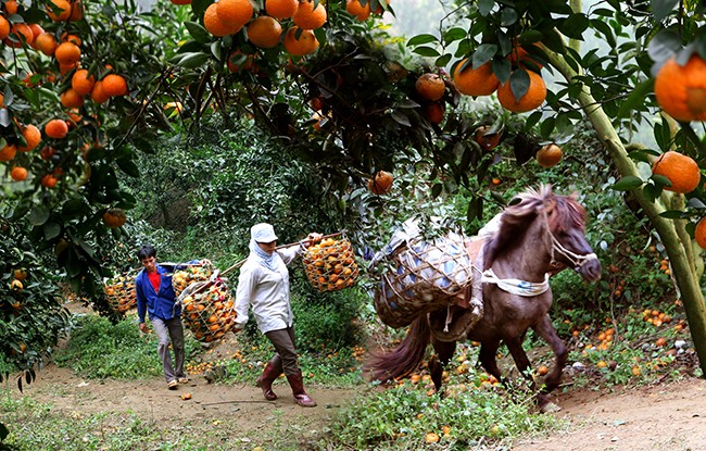 MLC tài trợ hơn 10 tỷ đồng cho Tuyên Quang phát triển chuỗi giá trị cam bền vững MLC tài trợ hơn 10 tỷ đồng cho Tuyên Quang phát triển chuỗi giá trị cam bền vững