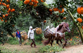 mlc tai tro hon 10 ty dong cho tuyen quang phat trien chuoi gia tri cam ben vung