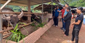 nhung mo hinh sinh ke sang tao thay doi vung cao muong toong