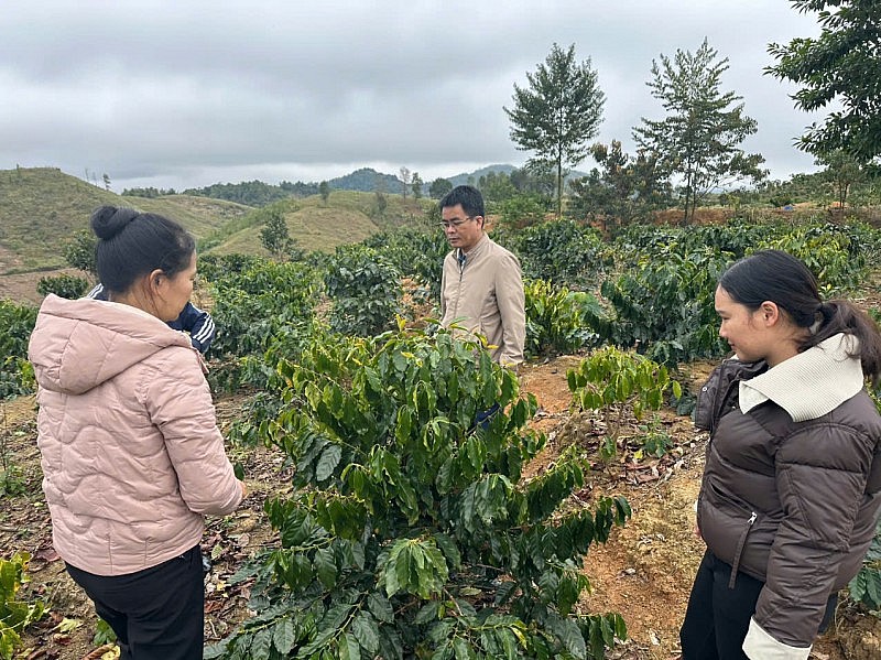 Nà Son phát triển cây cà phê: hướng đi bền vững giúp người dân thoát nghèo