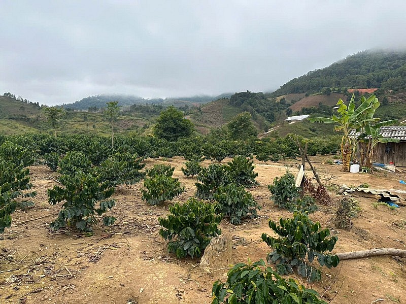 Nà Son phát triển cây cà phê: hướng đi bền vững giúp người dân thoát nghèo